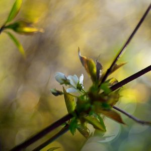 Preview wallpaper branches, leaves, background, blur