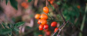 Preview wallpaper branches, leaves, berries, macro