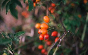 Preview wallpaper branches, leaves, berries, macro