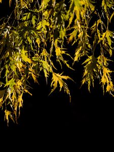 Preview wallpaper branches, leaves, black background