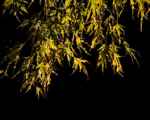 Preview wallpaper branches, leaves, black background