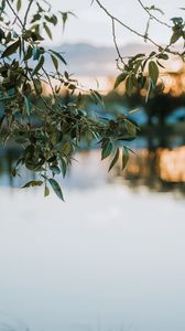 Preview wallpaper branches, leaves, blur, lake