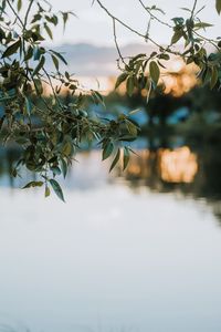 Preview wallpaper branches, leaves, blur, lake