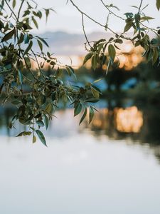 Preview wallpaper branches, leaves, blur, lake