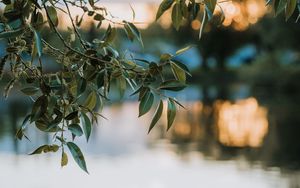 Preview wallpaper branches, leaves, blur, lake