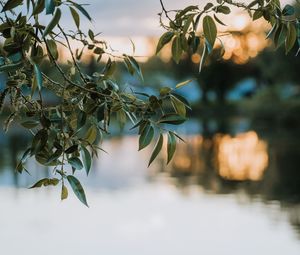 Preview wallpaper branches, leaves, blur, lake