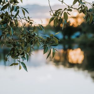 Preview wallpaper branches, leaves, blur, lake