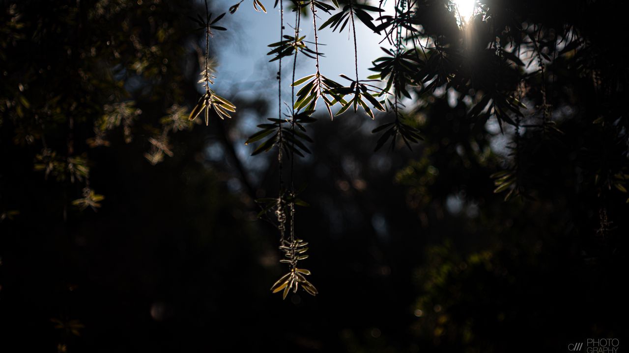 Wallpaper branches, leaves, blur, sunlight