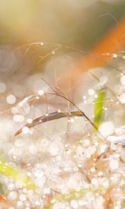 Preview wallpaper branches, leaves, bokeh, light, macro