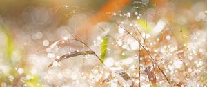 Preview wallpaper branches, leaves, bokeh, light, macro
