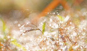 Preview wallpaper branches, leaves, bokeh, light, macro
