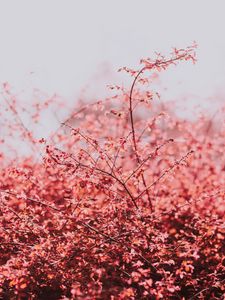 Preview wallpaper branches, leaves, bright, spring, sky