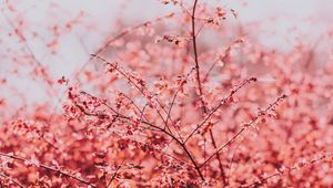 Preview wallpaper branches, leaves, bright, spring, sky