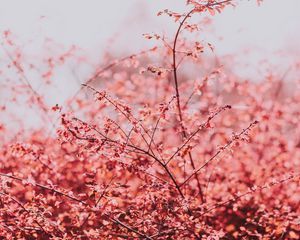 Preview wallpaper branches, leaves, bright, spring, sky