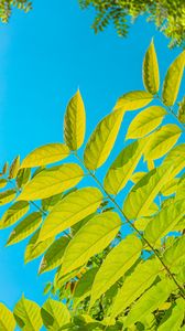 Preview wallpaper branches, leaves, bushes, sky