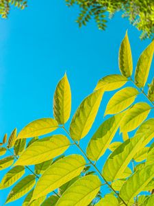 Preview wallpaper branches, leaves, bushes, sky