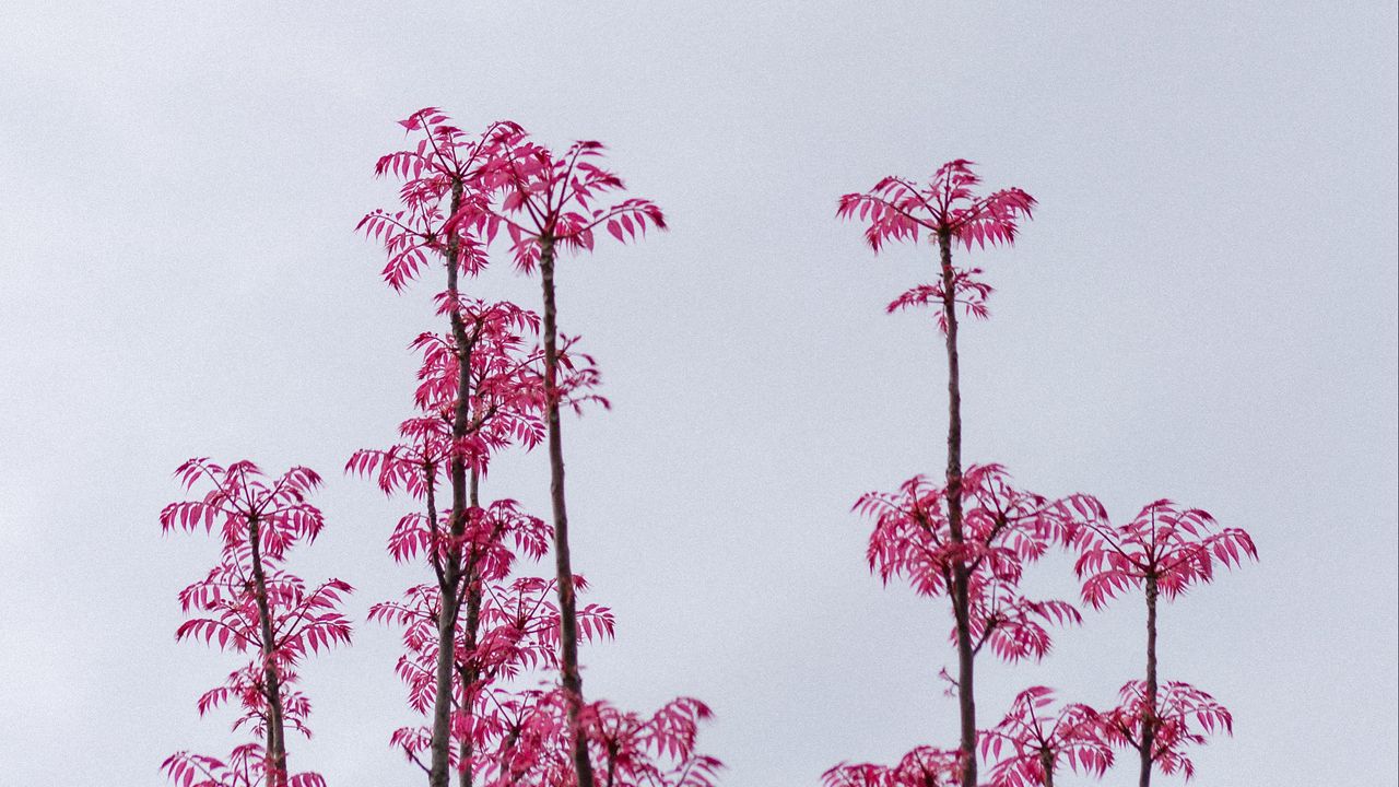Wallpaper branches, leaves, bushes, sky, pink