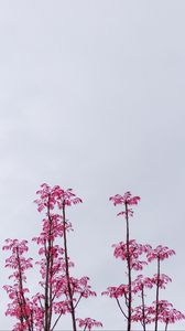 Preview wallpaper branches, leaves, bushes, sky, pink