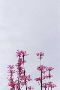 Preview wallpaper branches, leaves, bushes, sky, pink