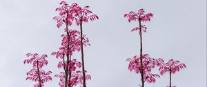 Preview wallpaper branches, leaves, bushes, sky, pink