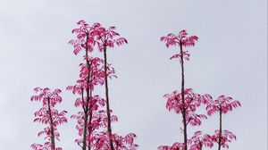 Preview wallpaper branches, leaves, bushes, sky, pink