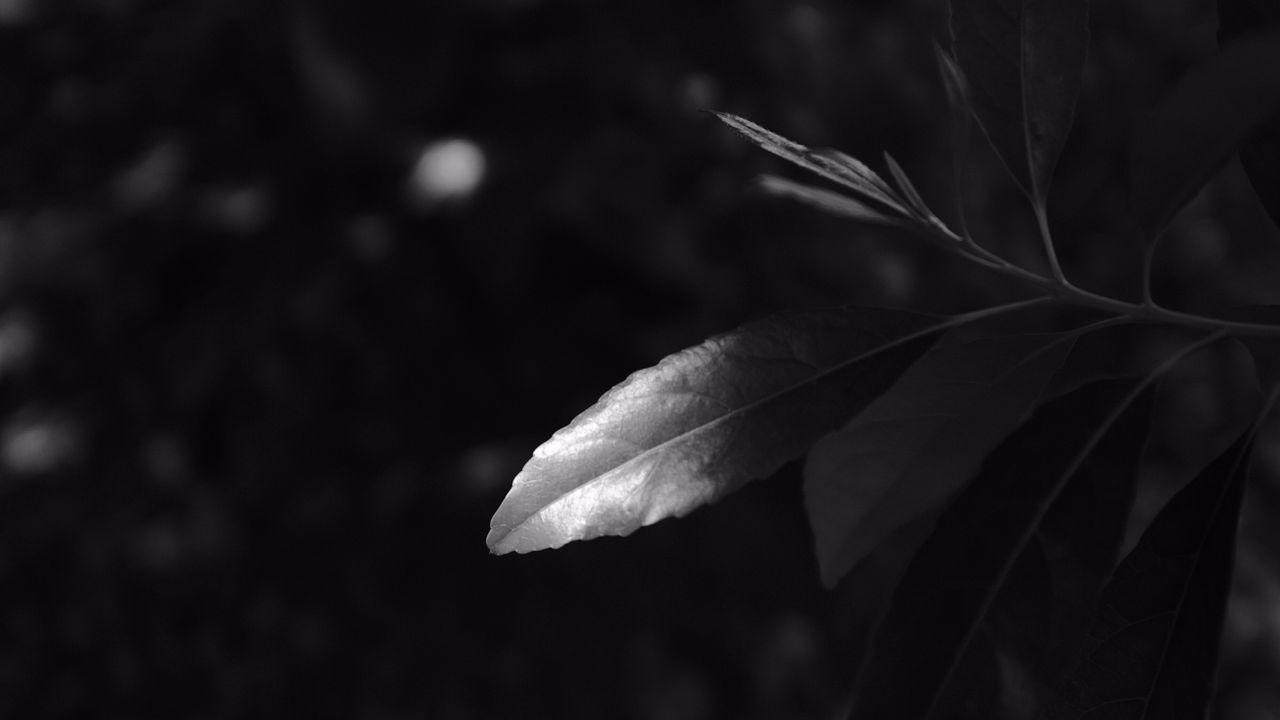 Wallpaper branches, leaves, bw, macro