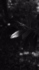 Preview wallpaper branches, leaves, bw, macro