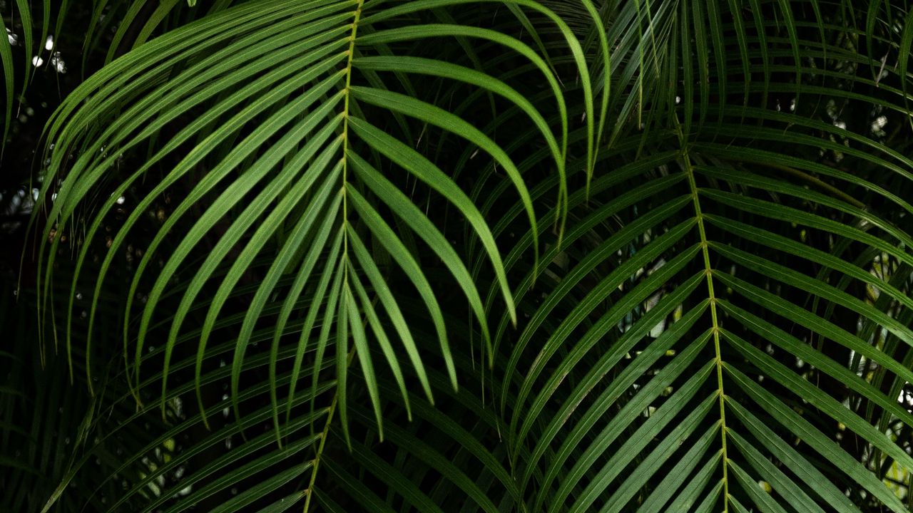 Wallpaper branches, leaves, carved, green, plant, tropical