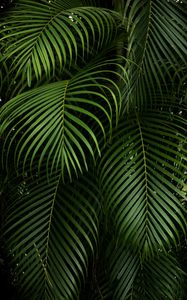 Preview wallpaper branches, leaves, carved, green, plant, tropical