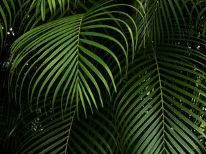 Preview wallpaper branches, leaves, carved, green, plant, tropical