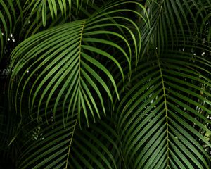 Preview wallpaper branches, leaves, carved, green, plant, tropical