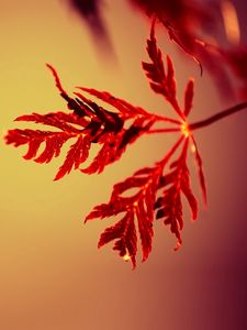 Preview wallpaper branches, leaves, carved, red