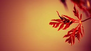 Preview wallpaper branches, leaves, carved, red