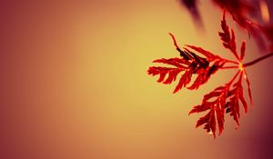 Preview wallpaper branches, leaves, carved, red