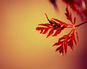 Preview wallpaper branches, leaves, carved, red