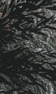 Preview wallpaper branches, leaves, dark, shadow