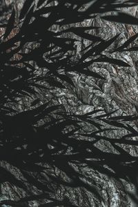 Preview wallpaper branches, leaves, dark, shadow
