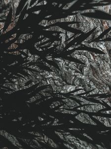 Preview wallpaper branches, leaves, dark, shadow