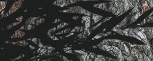 Preview wallpaper branches, leaves, dark, shadow