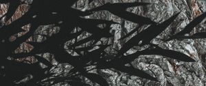 Preview wallpaper branches, leaves, dark, shadow