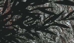 Preview wallpaper branches, leaves, dark, shadow