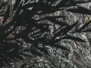 Preview wallpaper branches, leaves, dark, shadow