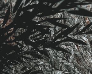 Preview wallpaper branches, leaves, dark, shadow