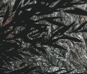 Preview wallpaper branches, leaves, dark, shadow