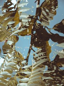 Preview wallpaper branches, leaves, double exposure, illusion
