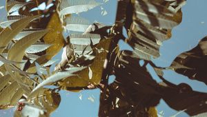 Preview wallpaper branches, leaves, double exposure, illusion