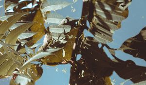 Preview wallpaper branches, leaves, double exposure, illusion