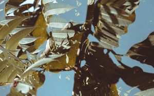 Preview wallpaper branches, leaves, double exposure, illusion