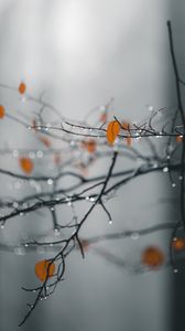 Preview wallpaper branches, leaves, drops, macro, wet, rain