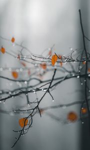 Preview wallpaper branches, leaves, drops, macro, wet, rain